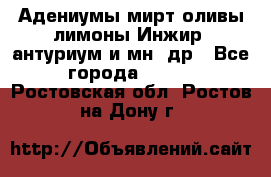 Адениумы,мирт,оливы,лимоны,Инжир, антуриум и мн .др - Все города  »    . Ростовская обл.,Ростов-на-Дону г.